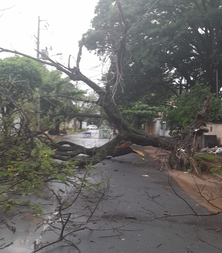 Otro árbol caído en Coronel Juan Antonio Escurra y Antolín Irala, barrio Herrera.