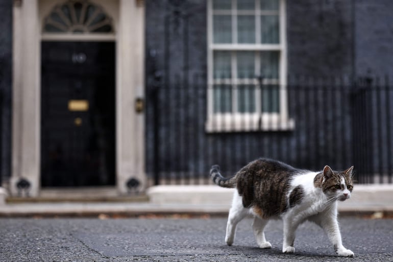 Larry, el “jefe de los  ratones” de  Downing Street 17 años se ha convertido en una atracción y en uno de los gatos más  famosos del mundo.