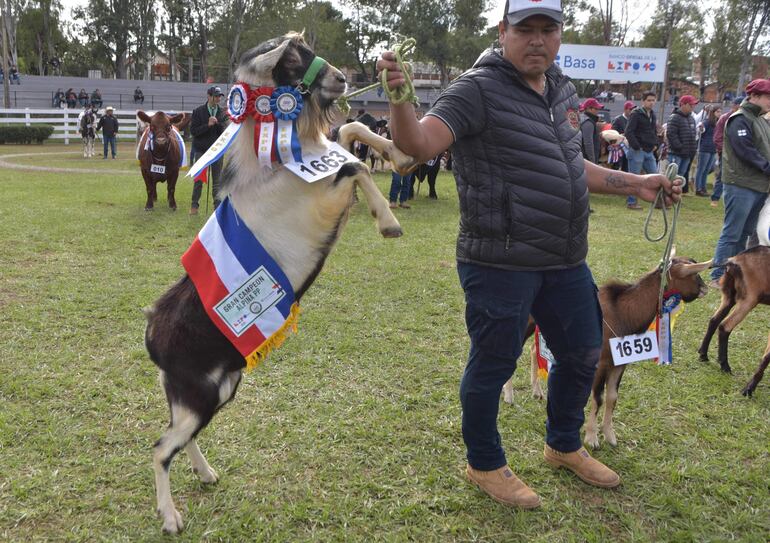 Una cabra encabritándose, durante el desfile inaugural de la 77 Exposición Nacional de Ganadería, en el ruedo central, Don Federico Robinson, en el campo de Exposiciones Juan Carlos Pereira, de la Rural. Foto de Norberto Duarte/ AFP.