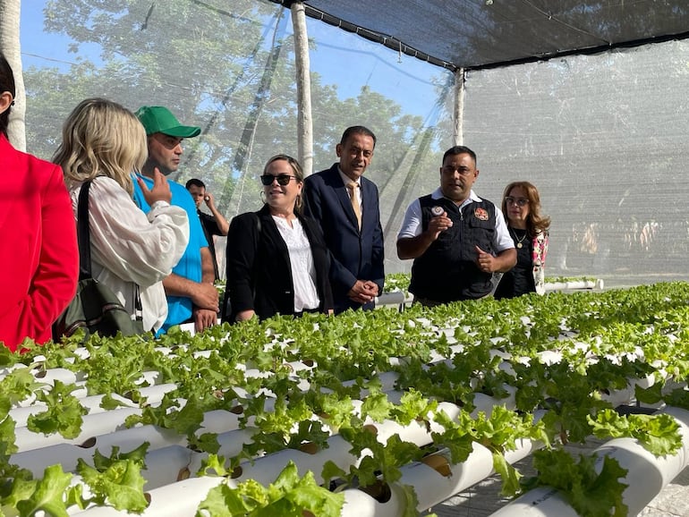 Cultivo de lechuga hidropónica en la Penitenciaría Nacional de Tacumbú.