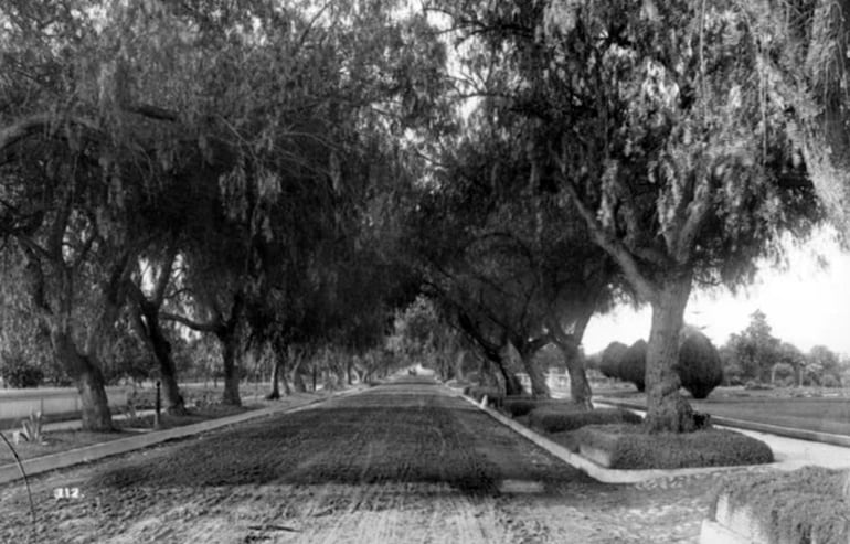 Árboles de pimienta en Marengo Avenue, Pasadena (California Historical Society).