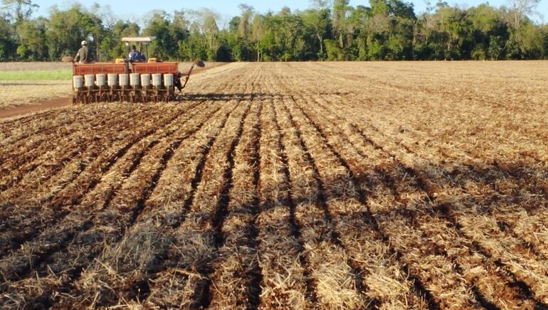 El cultivo de la soja empezó hace algunas semanas en Alto Paraná.