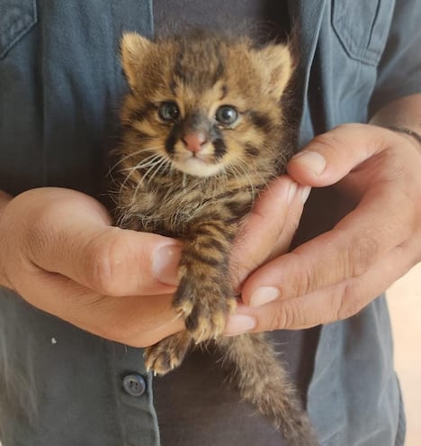 Desde los más diversos felinos, pasando por reptiles, boas, iguanas, tortugas y una increíble variedad de aves forman parte del Refugio Urutaú, único en su especie en toda la Región Occidental.