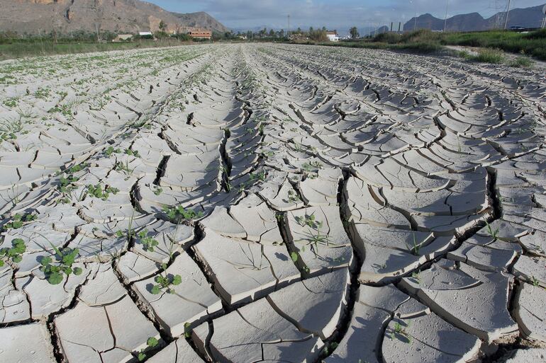 Campos de Orihuela afectados por la falta de precipitaciones cuando el déficit de agua se agrava en casi toda España especialmente en el sur, el día 10 de octubre de 2019.