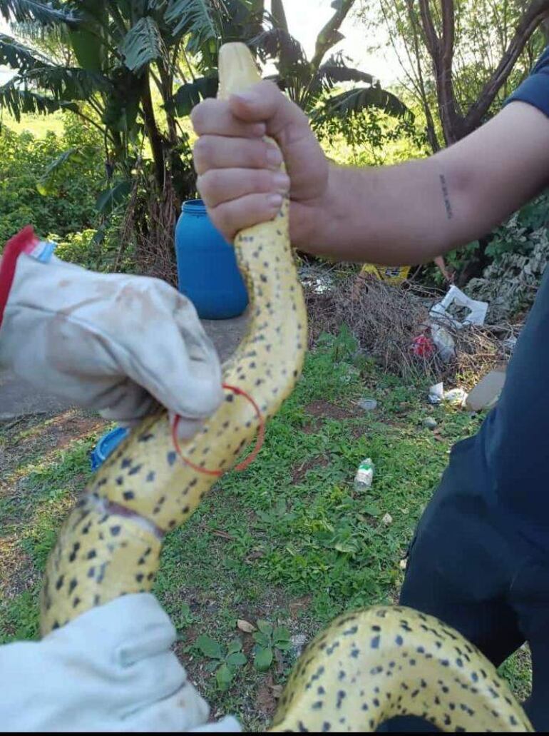 La kuriju rescatada ayer por los bomberos voluntarios de San Antonio. También lograron sacar una cinta plástica que tenía atorada.