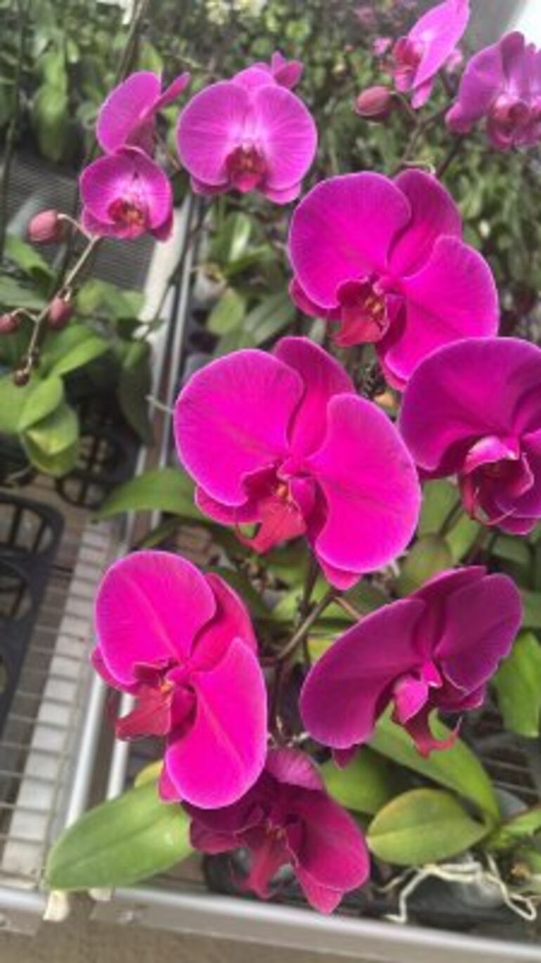 Las orquídeas son una de las flores más preciadas y que incluso se producen durante todo el año.