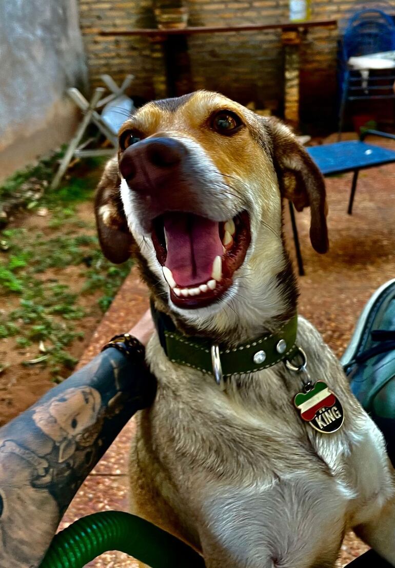 Nicolò Barozzi adoptó a este perro mestizo y le dió una nueva vida.