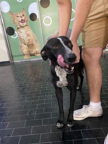 Laika, fue rescatada de la zona del puerto de asunción. Perrita de 3 años aproximadamente, tamaño grande, tranquila, amorosa y se lleva bien con perros y gatos.