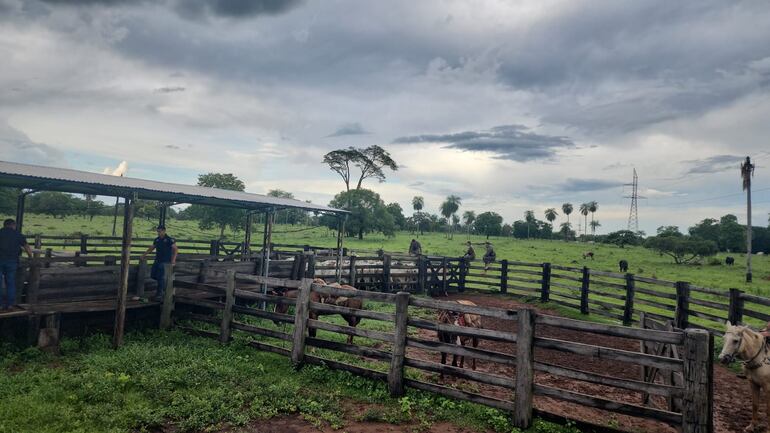 Los agentes de Investigaciones juntaron en un corral los 51 animales recuperados, para luego alzarlos en un camión para devolverlos a la estancia de Ronald Acevedo, en la zona de Lorito Picada, departamento de Amambay.