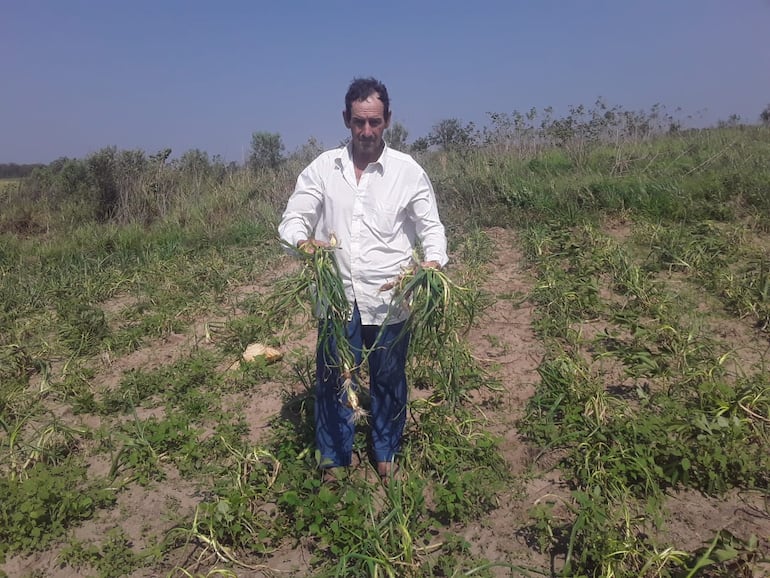 El productor Augusto Gavilán mostrando las cebollas afectadas por una plaga.