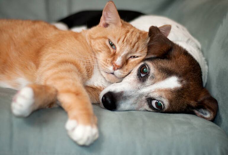 Perro y gato amigos