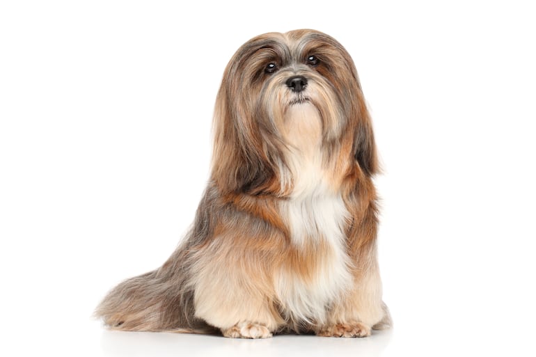 Perro de raza Lhasa Apso.