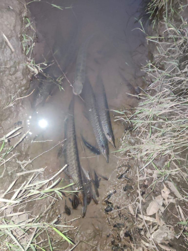 Los peces muertos en el agua estancada en la zona del distrito de Yegros.