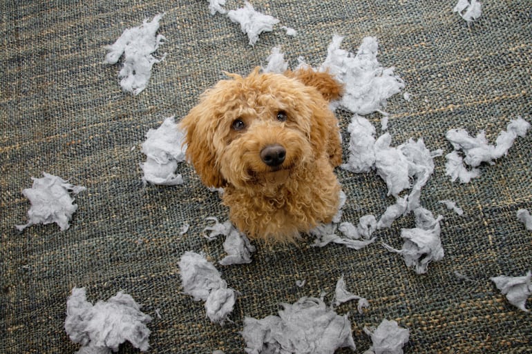 Ansiedad por separación en perros. Comportamientos destructivos.