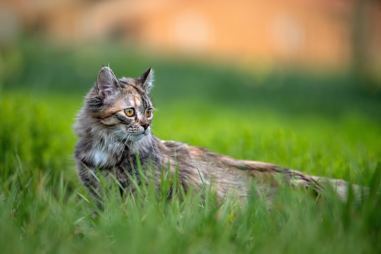 Gato Angora.