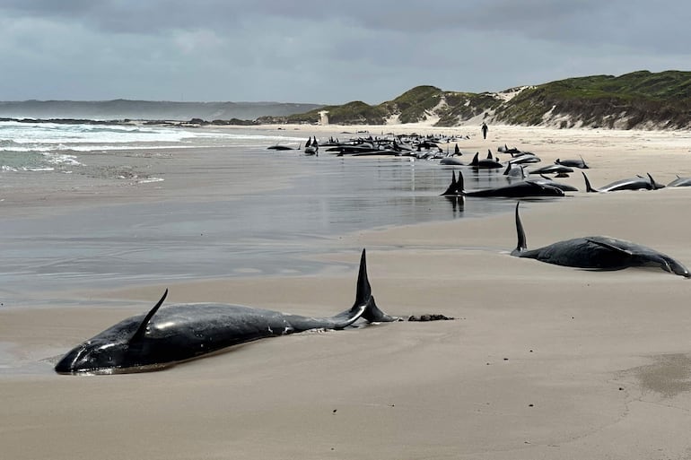 Una foto de distribución del Departamento de Recursos Naturales y Medio Ambiente de Tasmania, tomada el 18 de febrero de 2025, muestra delfines varados en una playa cerca del río Arthur, en la costa oeste de Tasmania.