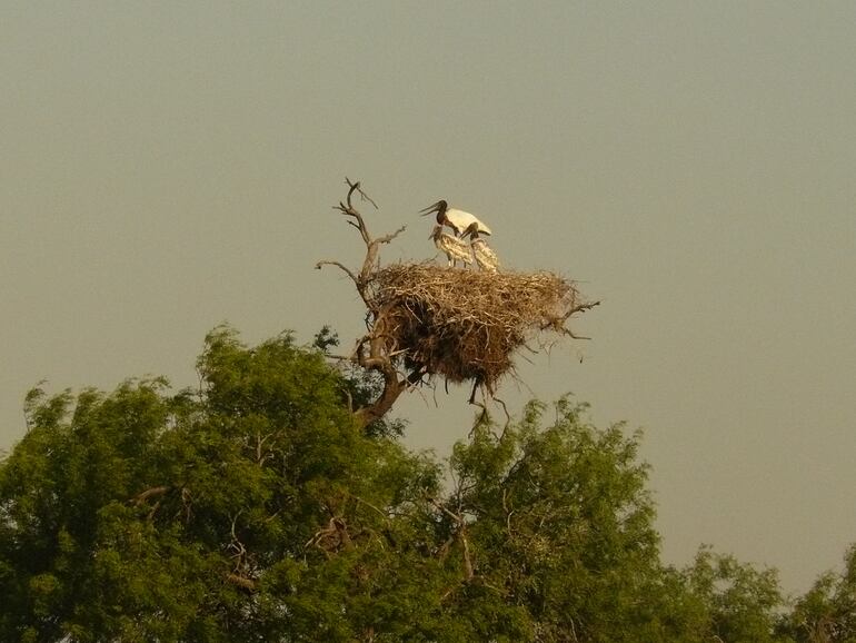 Nido de Tuyuyu cuartelero, la madre dando de comer a los pichones.