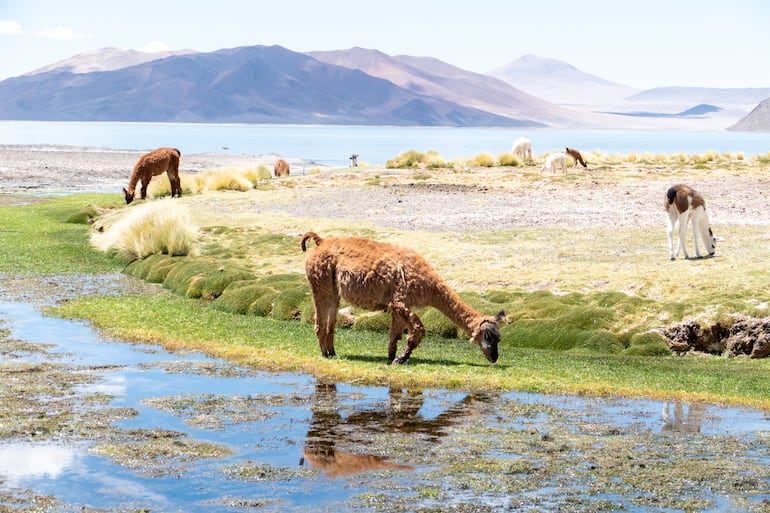 Llamas en la Laguna salada de Aguas Calientes, Atacama, Chile.