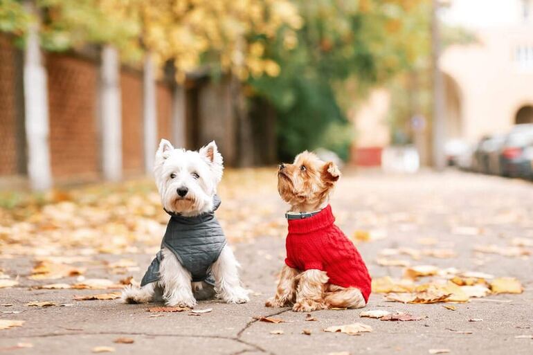 No nos olvidemos de nuestras mascotas, busquemosles una manta caliente y un lugar seguro ya que el servicio meteorológico indica temperaturas mínimas por debajo de los 7 grados.