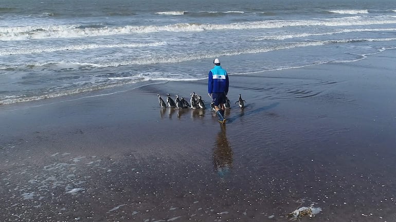 Quince pingüinos fueron reintroducidos al mar en Argentina, tras ser rescatados entre 2022 y 2023 con cuadros de desnutrición, empetrolamiento e ingesta de plástico, según informó este viernes la Fundación Mundo Marino.