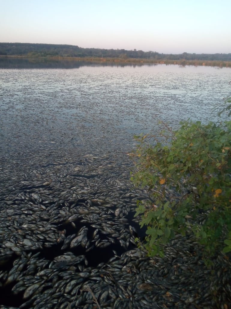 Impresionante mortandad de peces en la planta de tratamiento de la Essap en Coronel Oviedo.