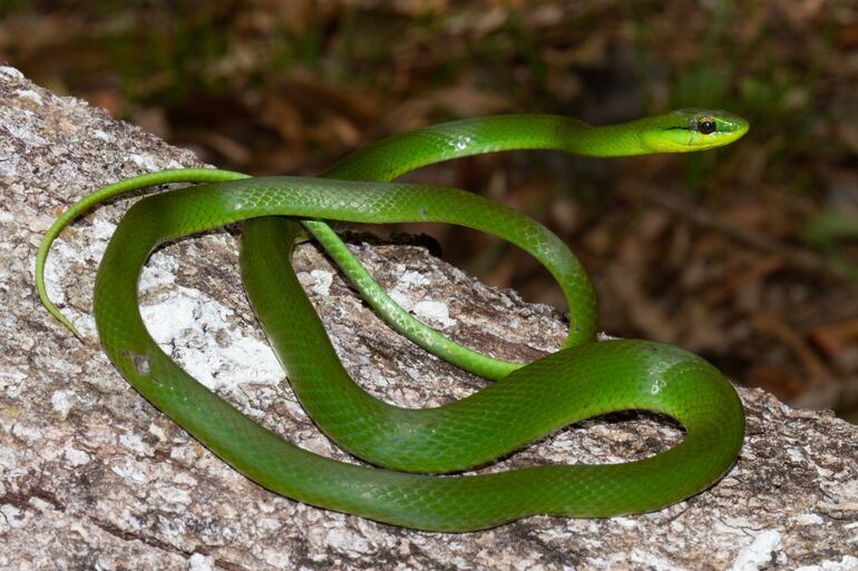 Serpiente verde, cuyo nombre científico es Philodryas olfersii.