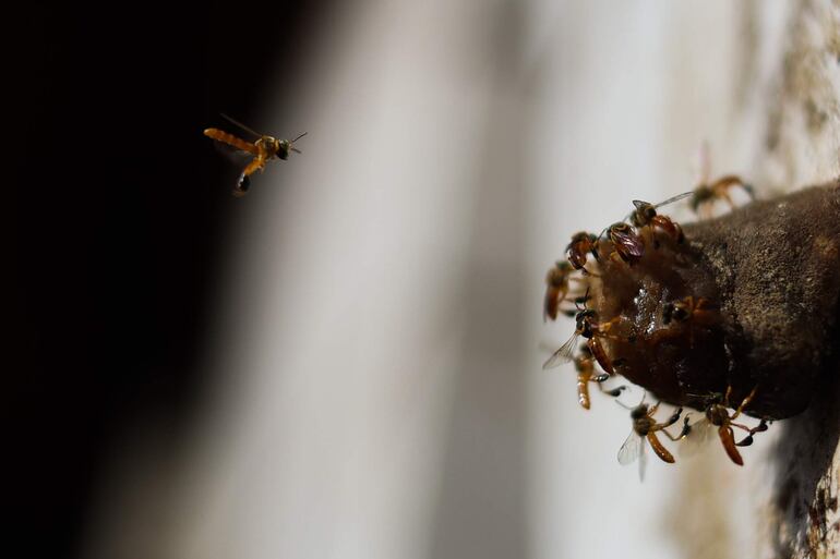 Abejas señoritas también conocidas como abejas meliponas en Totorenda (Bolivia). La miel producida por las abejas señoritas o nativas ha sido parte de la vida de las comunidades guaraníes de Bolivia desde siempre y ahora es un componente importante en la búsqueda de autonomía económica de mujeres que, además de ser apicultoras, cuidan los bosques del Chaco en Chuquisaca.