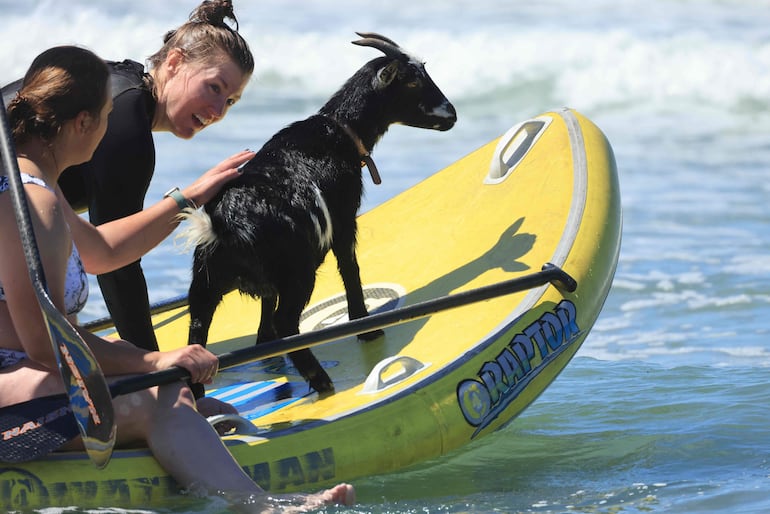 Elizabeth French, 25, y Rebekah Abern, 41, surfean con Chupacabrah mientras toman clases de sufeo en Pismo Beach, California,