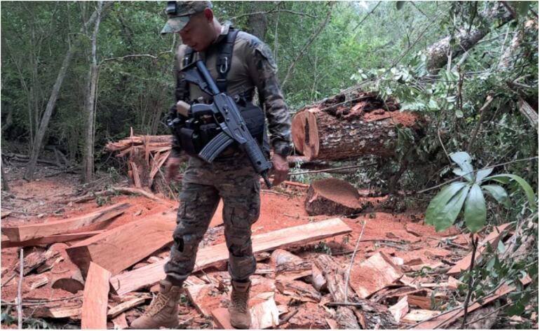 Uno de los uniformados verifica el sitio donde estaban aserrando los árboles nativos.