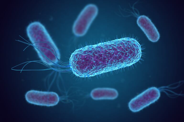 Bacteria E.Coli.