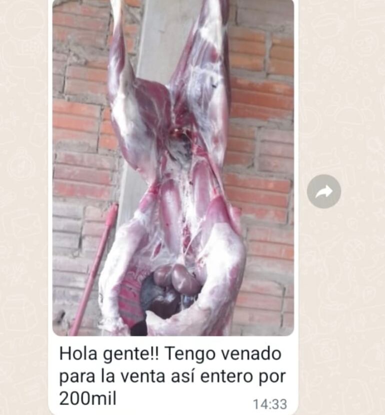 La carne de los animales silvestres es ofrecida ampliamente en los grupos de WhatsApp en el Chaco, sin control de las autoridades ambientales.