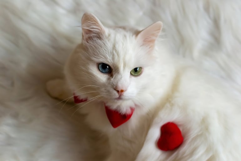 Gato blanco con heterocromía.