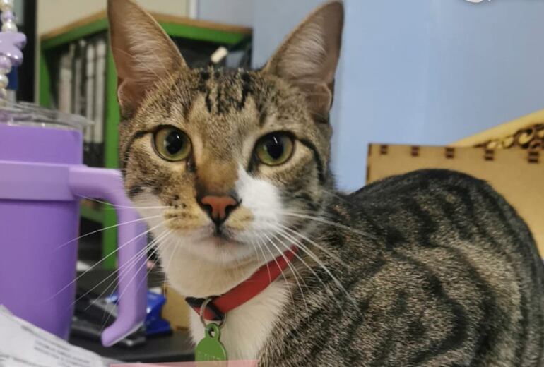 Este gato llevaba un collar rojo al momento de perderse.