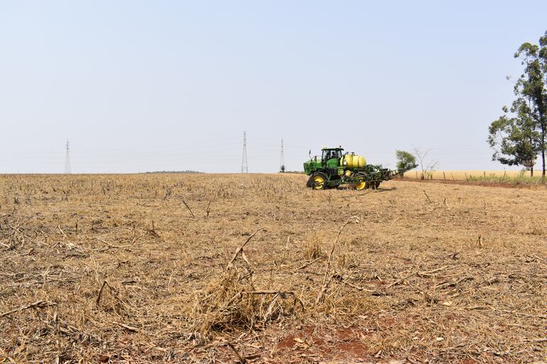 Parece un campo limpio, pero las malezas están bajo la cobertura y deben ser controladas en este momento, para que no compitan con la soja que será sembrada en dicho lote.
