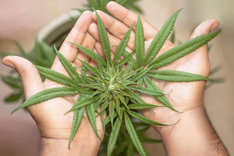 En el Senado se debate la posibilidad de aumentar la portación de gramos de marihuana con la modificación de la Ley de Drogas que establece hasta 10 gramos.