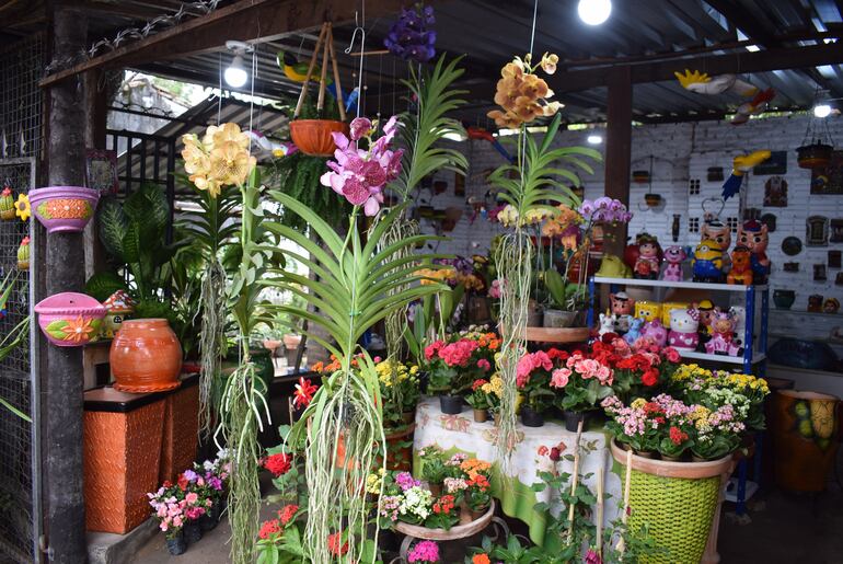 Orquídeas vanda junto a otras flores ornamentales.  