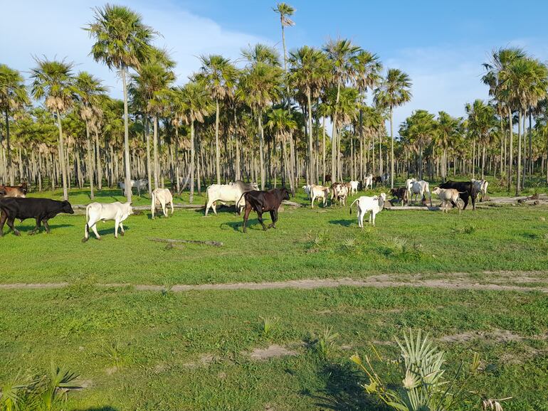 Los campos ganaderos en el Alto Paraguay de nuevo comienzan a reverdecer luego de las lluvias que se están registrando.