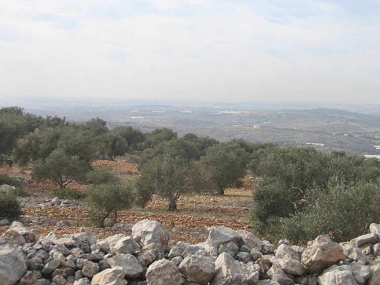 Olivos en Kufr Jammal, Cisjordania. Foto: Wikimedia Commons