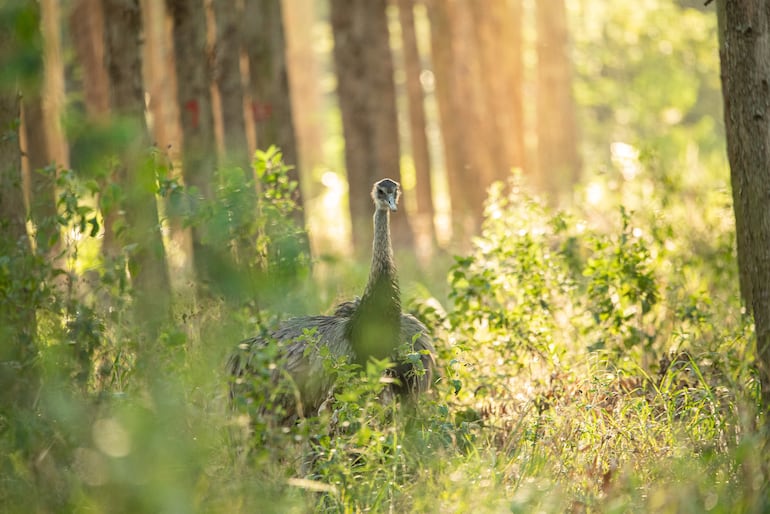 Más de 150 especies de aves se refugian en el Bosque Kepuku.