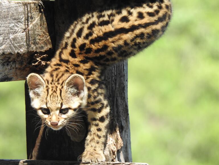 Hasta hace muy poco se creía que el tirica (Leopardus guttulus) era una subespecie del tigrillo (Leopardus tigrinus). Esto muestra lo difícil que es diferenciarlos y lo poco estudiados que están los pequeños félidos en Latinoamérica. Foto: © K. Musálem – iNaturalist.