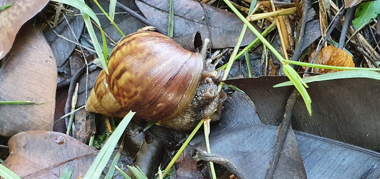 Un caracol africano captado esta mañana en el parque Independencia de Presidente Franco.