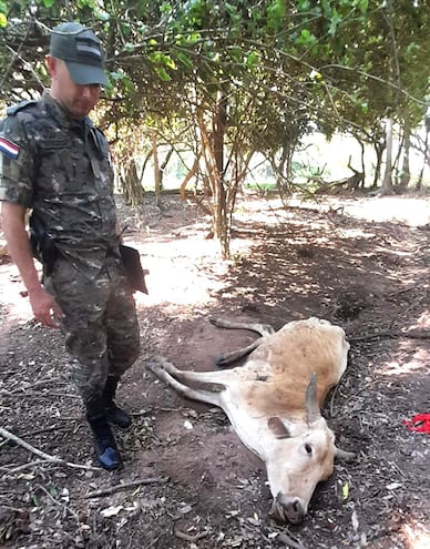 Abigeato crea zozobra a ganaderos de Paraguarí.