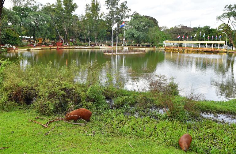 El mítico lago Ykuá Pytä del parque Manuel Ortiz Guerrero, adornado por los carpinchos. 