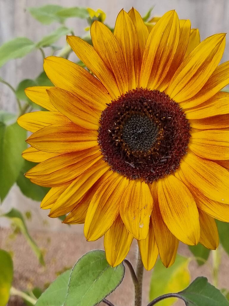 Flores en los áridos terrenos de Santa Fe, Nuevo México.