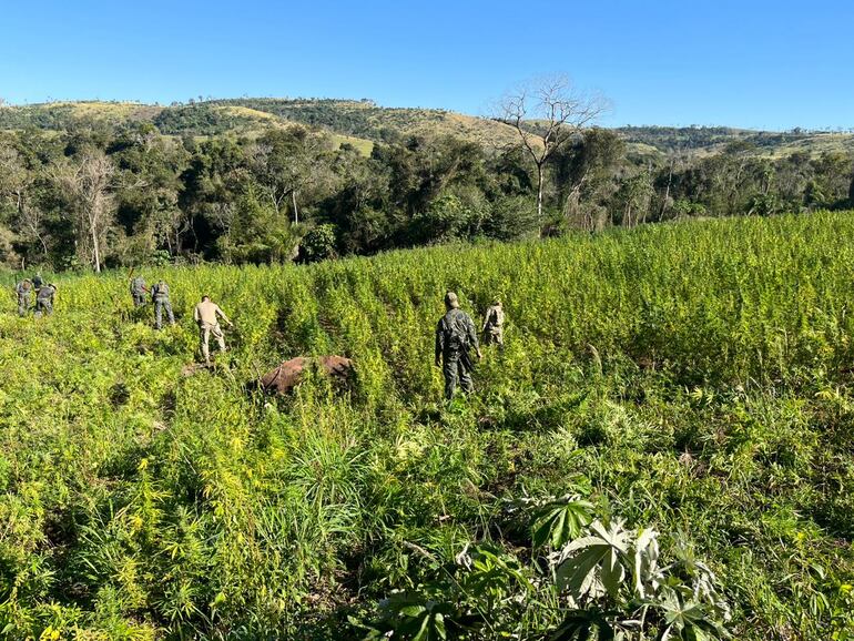 Cultivos de marihuana en zona de Cerro Corá, departamento de Amambay.