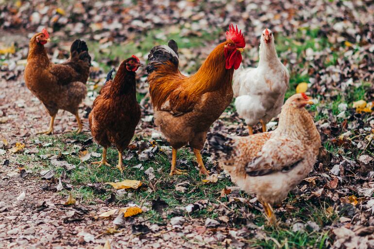 Gallinas en el patio.