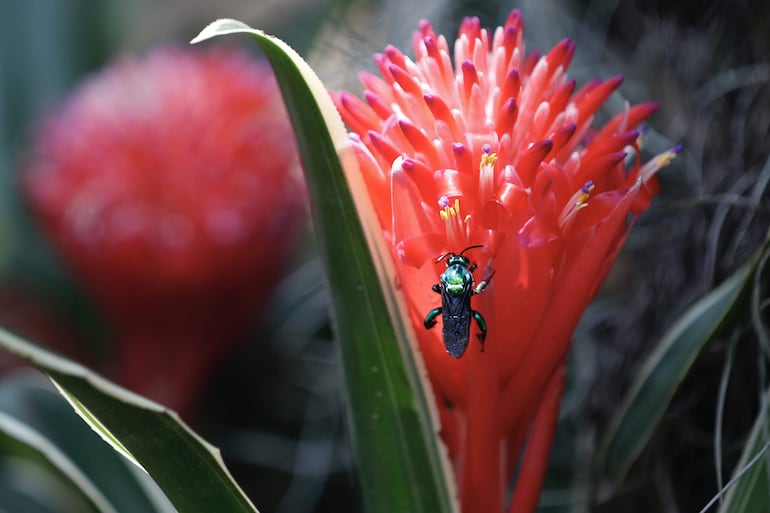 Un ejemplar de una bromelia de la familia Bromeliaceae en el Jardín Botánico de Cali.