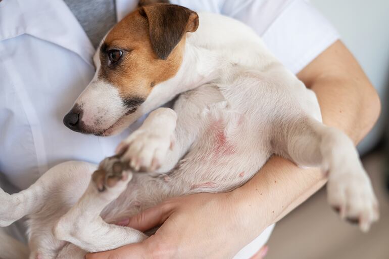 Perro de la raza Jack Russel Terrier.