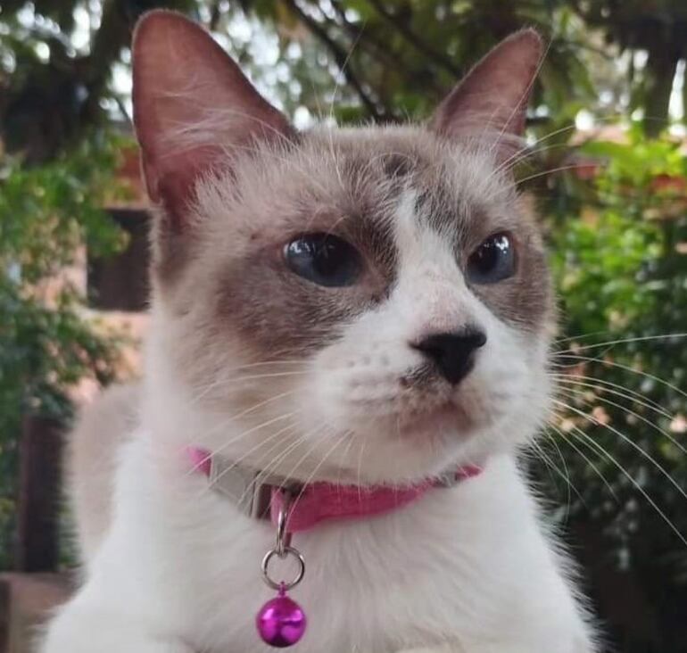 Esta gata está castrada y tiene 2 años.