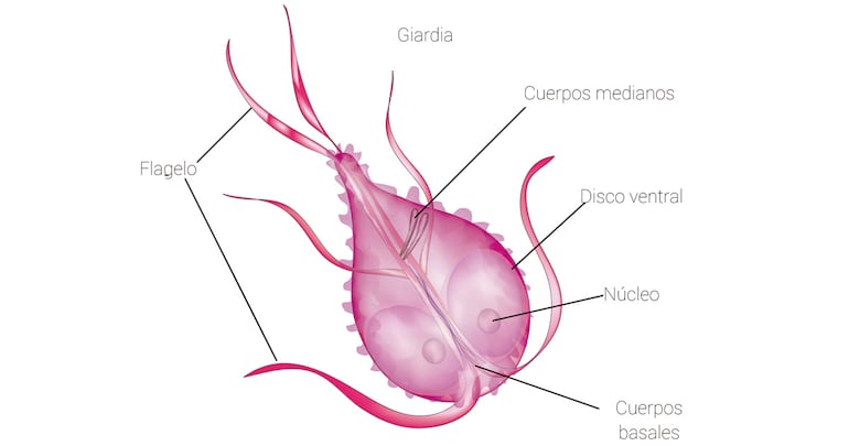 Giardia lamblia.